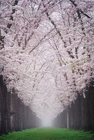 Martin Podt MPP1029 - MPP1029 - Cherry Blossom Alley - 12x18 Photography, Landscape, Trees, Cherry Blossom Trees, Pink Flowering Trees, Grassy Path, Cherry Blossom Alley, Forest from Penny Lane