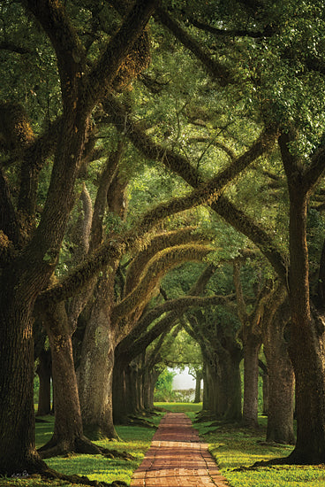 Martin Podt MPP1031 - MPP1031 - Live Oaks in the Morning Light - 12x18 Photography, Landscape, Trees, Oak Trees, Moss, Path, Brick Path, Morning, Sun, Sunlight, Nature from Penny Lane