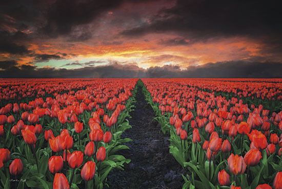 Martin Podt MPP182 - Endless Fields - Tulips, Field, Landscape, Paths from Penny Lane Publishing