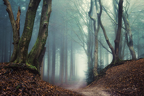 Martin Podt MPP334 - Serpents - Trees, Path, Forest, Fog from Penny Lane Publishing
