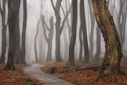Martin Podt MPP335 - The Ants - Trees, Path, Forest, Fog from Penny Lane Publishing