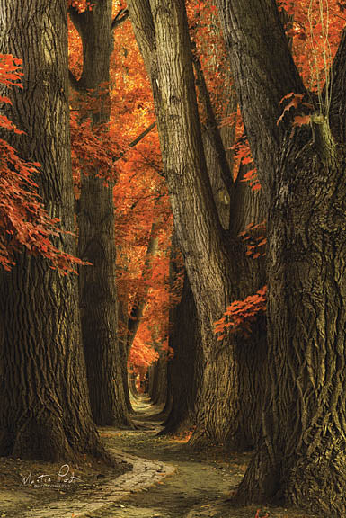 Martin Podt MPP340 - I'll Find My Way - Trees, Path, Forest, Autumn from Penny Lane Publishing