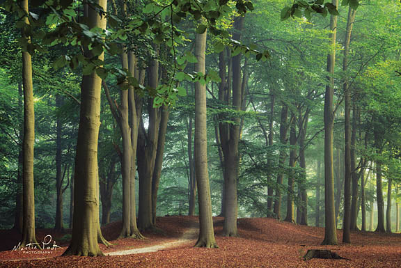 Martin Podt MPP348 - Red and Green - Trees, Forest, Path from Penny Lane Publishing