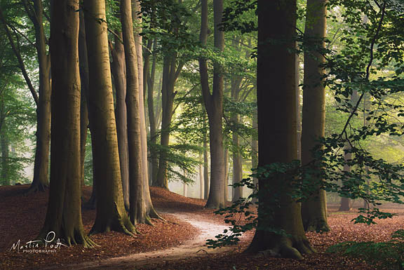 Martin Podt MPP349 - Light the Way - Trees, Forest, Path from Penny Lane Publishing