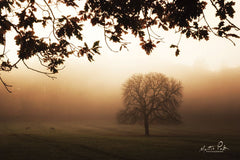 MPP521 - Under the Leaves  - 18x12
