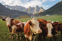 MPP648 - Austrian Cows - 18x12