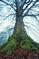 MPP659 - The Giant II - 12x18