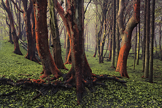 Martin Podt MPP662 - MPP662 - Sweet Dreams - 18x12 Trees, Forest, Ivy, Photography from Penny Lane