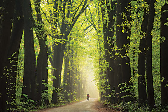 Martin Podt MPP678 - MPP678 - Among Giants in Springtime - 18x12 Trees, Path, Figurative, Springtime, Landscape from Penny Lane