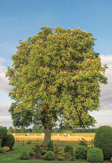 Martin Podt MPP690 - MPP690 - The Chestnut Tree - 12x18 Tree, Chestnut Tree, Farm, Bushes, Photography from Penny Lane