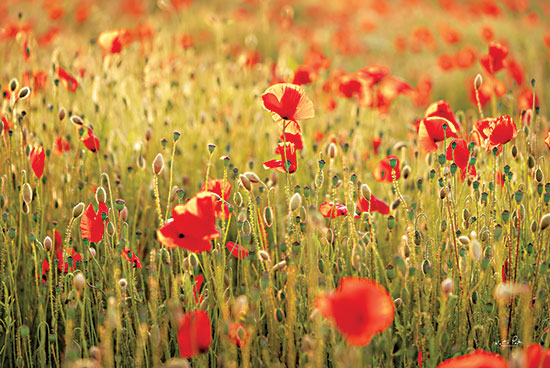 Martin Podt MPP696 - MPP696 - Poppy Field I - 18x12 Poppy Field, Poppies, Red Flowers, Flowers, Landscape, Photography from Penny Lane