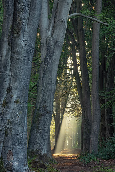 Martin Podt MPP729 - MPP729 - Tunnel of Light - 12x18 Landscape, Trees, Photography, Path, Sunlight, Tunnel of Light, Nature from Penny Lane