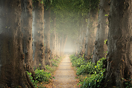 Martin Podt MPP731 - MPP731 - Old Path - 18x12 Landscape, Trees, Photography, Path, Sunlight, Old Trees, Nature from Penny Lane