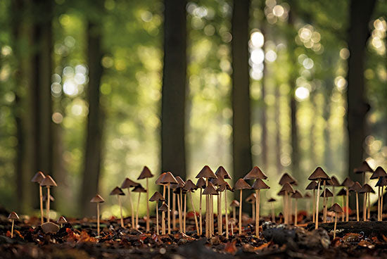 Martin Podt MPP733 - MPP733 - Dwarf Forest - 18x12 Landscape, Mushrooms, Trees, Woods, Photography, Nature from Penny Lane