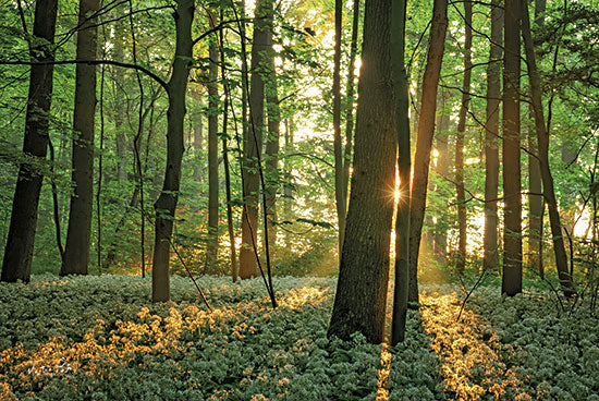 Martin Podt MPP736 - MPP736 - Spring Morning - 18x12 Photography, Trees, Forest, Flowers, White Flowers, Wildflowers, Sunlight, Spring from Penny Lane