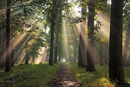 Martin Podt MPP742 - MPP742 - Signs of Angels - 18x12 Landscape, Trees, Forest, Photography, Path, Sunlight, Rays of Sunlight, Signs of Angels, Nature from Penny Lane