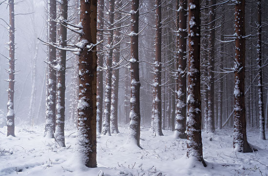 Martin Podt MPP793 - MPP793 - Red Woods - 18x12 Winter, Forest, Trees, Snow, Photography, Landscape from Penny Lane