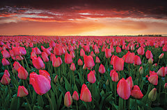 MPP796 - Tulip Field Sunset - 18x12