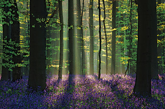 Martin Podt MPP800 - MPP800 - Perfect Spring Scene - 18x12 Photography, Trees, Forest, Flowers, Purple Flowers, Sunlight, Spring, Springtime from Penny Lane