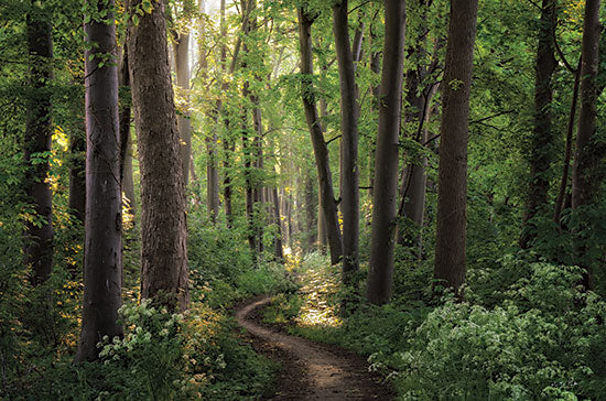 Martin Podt MPP811 - MPP811 - Spring Chaos - 18x12 Road, Paths, Trees, Sunlight, Photography from Penny Lane