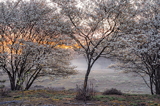 Martin Podt MPP812 - MPP812 - Spring Bushes - 18x12 Spring Bushes, Photography, Landscape, Blooming Bushes, Fog, Spring, Springtime from Penny Lane