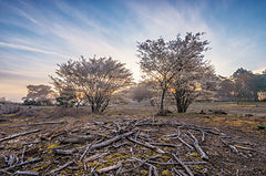 MPP813 - Spring Bushes at Sunrise - 18x12