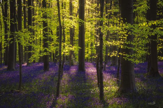 Martin Podt Licensing MPP816LIC - MPP816LIC - Fresh Green and Bluebells - 0  from Penny Lane