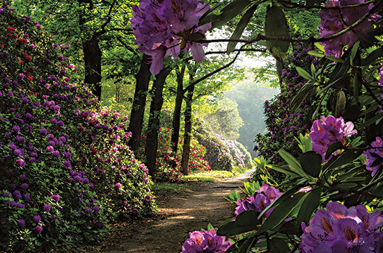 Martin Podt MPP821 - MPP821 - Rhododendron Lane - 18x12 Photography, Path, Flowers, Rhododendrons, Purple Flowers, Landscape, Trees from Penny Lane