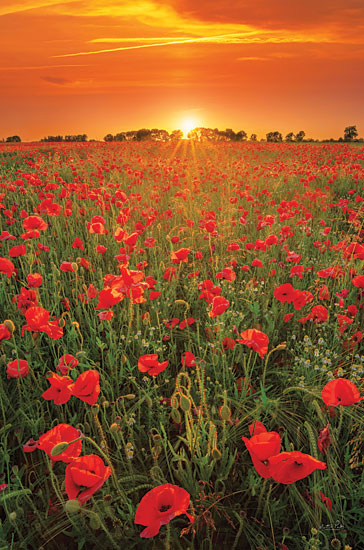 Martin Podt MPP822 - MPP822 - Poppies at Sunset - 12x18 Poppies, Flowers, Red Poppies, Sunset, Photography, Field of Poppies, Landscape from Penny Lane