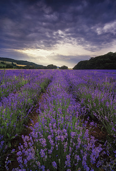 Martin Podt MPP828 - MPP828 - Lavender Fields - 12x18 Lavender Fields, Lavender, Herbs, Landscape, Photography from Penny Lane