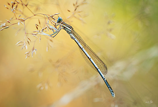 Martin Podt MPP829 - MPP829 - Damselfly - 18x12 Damselfly, Insects, Flying Insects, Photography, Nature from Penny Lane