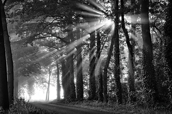 Martin Podt MPP846 - MPP846 - Amazing Rays - 18x12 Forest, Woods, Trees, Paths, Sunlight, Photography, Black & White, Nature, Landscape from Penny Lane