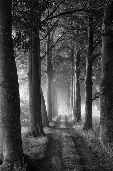 Martin Podt MPP847 - MPP847 - Forest Path - 12x18 Forest, Woods, Trees, Paths, Sunlight, Photography, Black & White, Nature, Landscape from Penny Lane