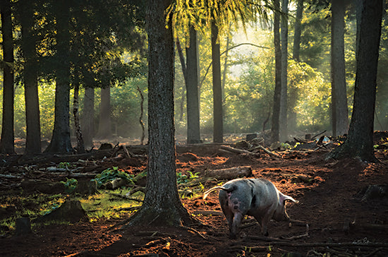 Martin Podt MPP860 - MPP860 - Morning Stroll - 18x12 Pig, Forest, Woods, Landscape, Photography from Penny Lane