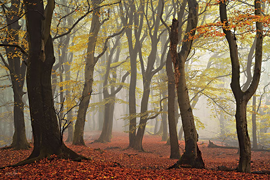 Martin Podt MPP862 - MPP862 - Layers of Trees - 18x12 Trees, Forest, Landscape, Photography, Fall from Penny Lane