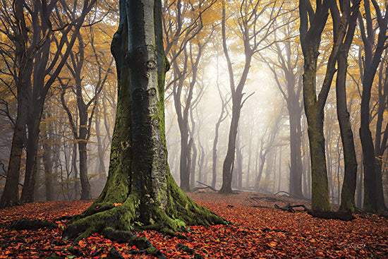 Martin Podt MPP863 - MPP863 - Autumn in the Forest - 18x12 Trees, Forest, Landscape, Photography, Fall from Penny Lane
