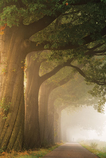 Martin Podt MPP865 - MPP865 - Twisted Trunk - 12x18 Trees, Twisted Tree Trunks, Path, Sunlight, Photography, Landscape, Nature from Penny Lane