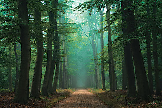 Martin Podt MPP866 - MPP866 - Road of Mysteries - 18x12 Forest, Trees, Sunlight, Photography, Path, Leaves, Woods, Landscape from Penny Lane