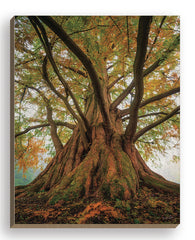 MPP883FW - Tentacle Tree - 16x20