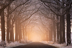 MPP889 - Frosted Sunrise I - 18x12