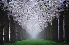 MPP899 - Magical Cherry Blossom Lane - 18x12