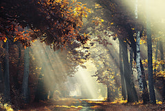 MPP918 - Sunrays - 18x12