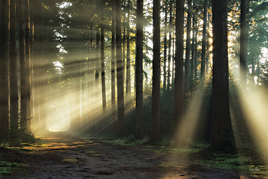 Martin Podt MPP921 - MPP921 - Pathway to Sunlight - 18x12 Photography, Trees, Forest, Path, Sunlight, Landscape from Penny Lane