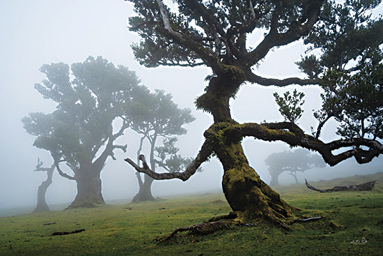 Martin Podt MPP923 - MPP923 - Forest Queen I - 18x12 Photography, Trees, Forest, Landscape, Fog from Penny Lane