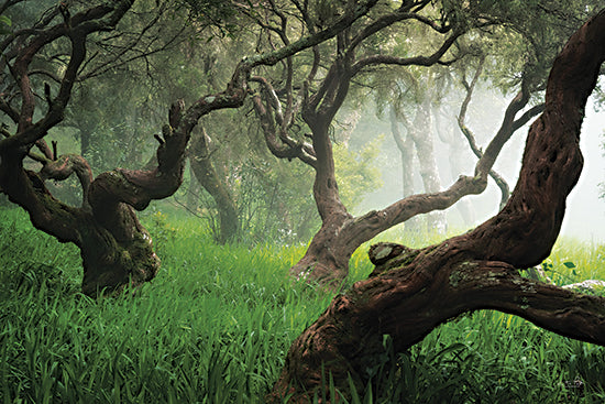 Martin Podt MPP928 - MPP928 - Dancing - 18x12 Photography, Trees, Landscape, Forest, Nature, Fog from Penny Lane