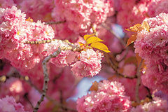 MPP945 - Cherry Blossoms - 18x12