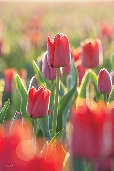 Martin Podt MPP946 - MPP946 - Tulips in the Sunlight - 12x18 Photography, Tulips, Flowers, Red Tulips, Field of Tulips, Landscape, Sunlight, Nature from Penny Lane