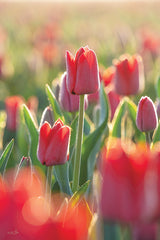 MPP946 - Tulips in the Sunlight - 12x18