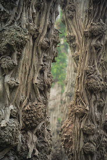 Martin Podt MPP948 - MPP948 - A Little Gnarly - 12x18 Photography, Tree, Gnarly Tree from Penny Lane