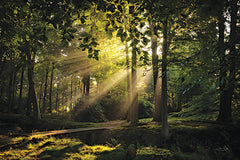 MPP950 - Bridge to the Light    - 18x12